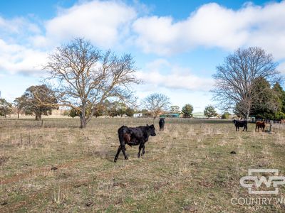 111 Llangothlin Road, Guyra