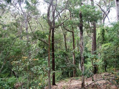 972 Mount Darragh Road, Lochiel