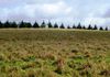 1083 Forest Road, Orange
