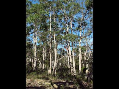 Nicholls Rivulet