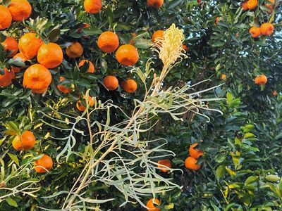 474 Whelan Road, Bollier