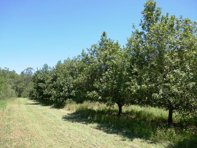 Lot 6 Cook Road, Glass House Mountains