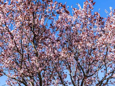 33 Ford Street, Newport