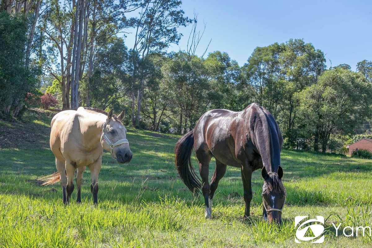4 Iona Close, Maclean