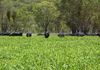 779 Lower Lewis Ponds Road, Orange