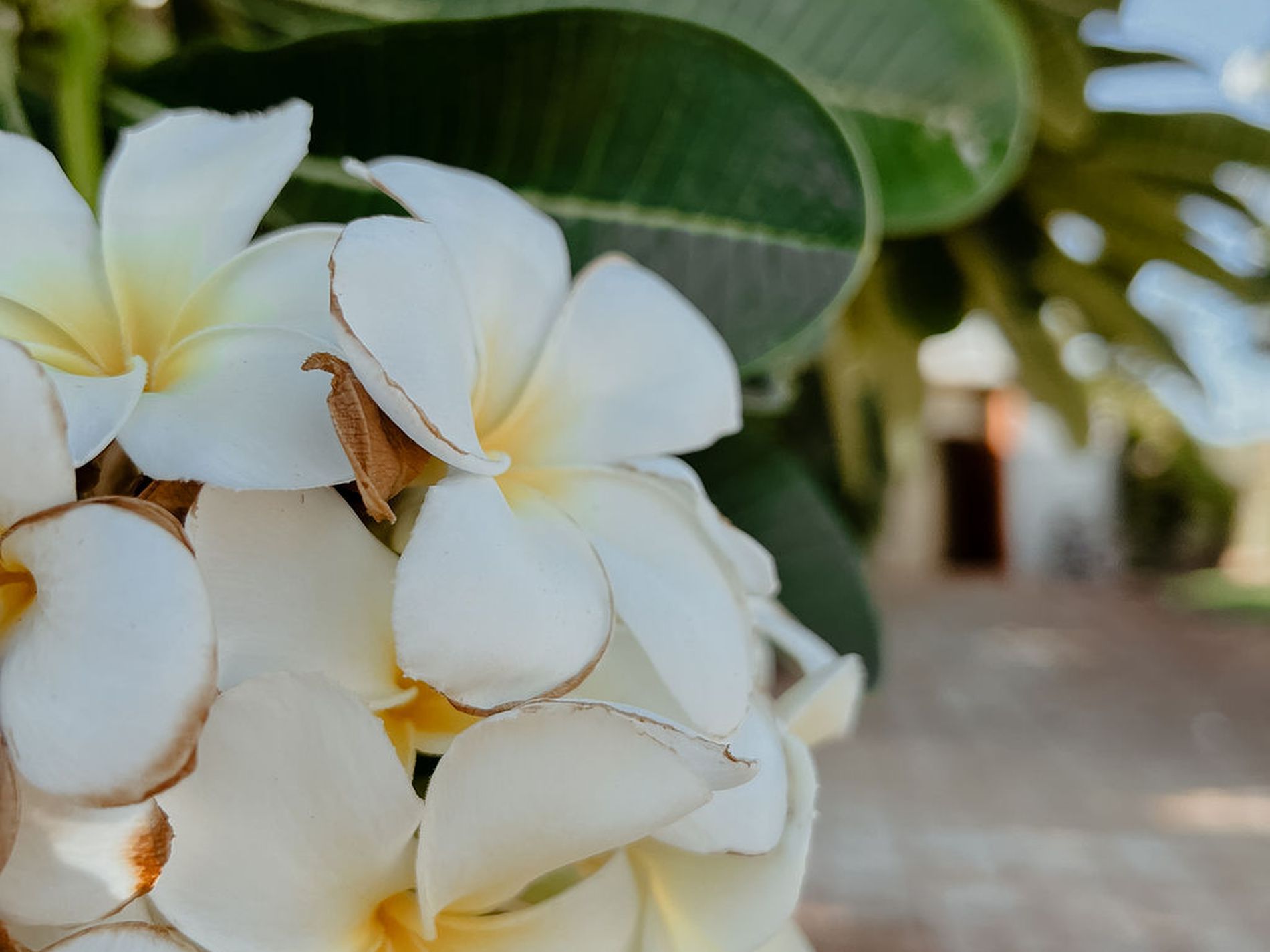 10 / 11 Oryx Road, Cable Beach