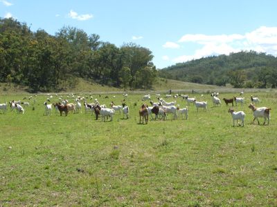 Mingoola Station, Tenterfield