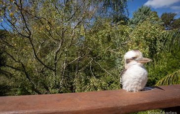 4 Woodleigh Avenue, Upwey