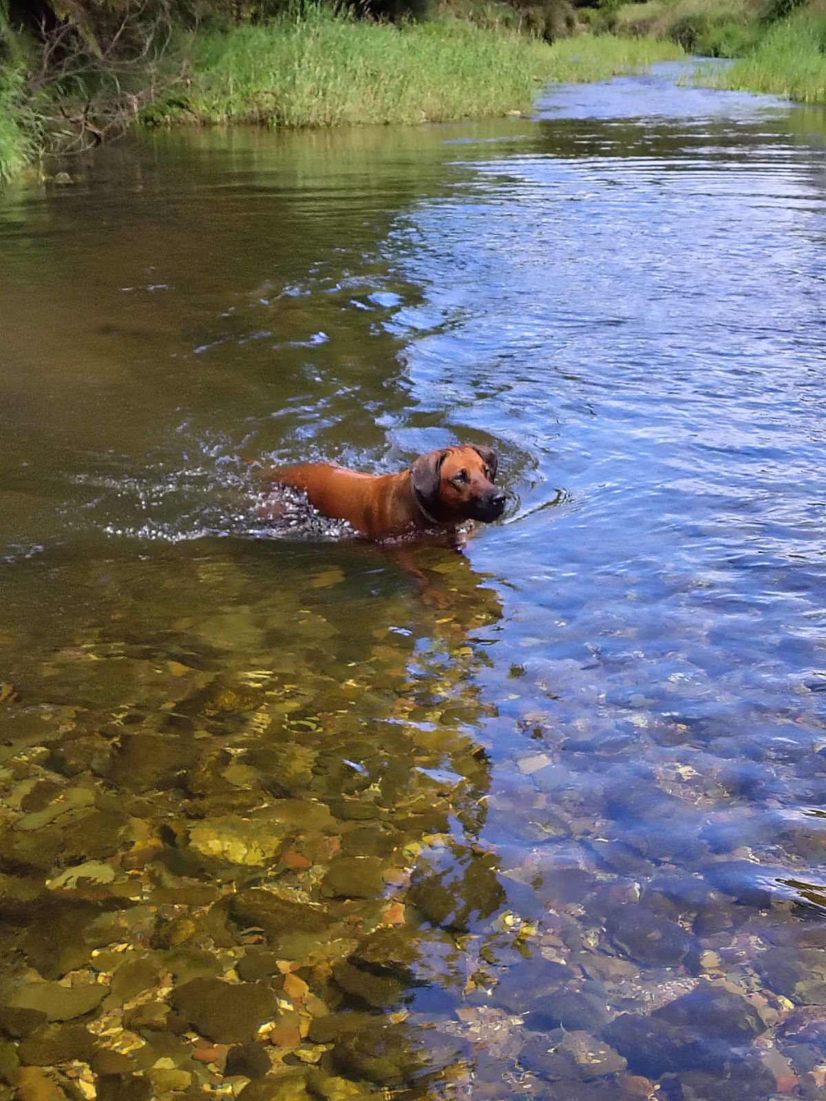 115 Gulph Creek Road, Nerrigundah