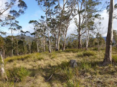 Lot 6 Turn Creek Road, Grove