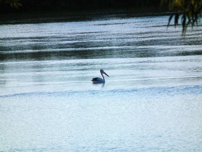 2 / 137 Sunset Boulevarde, Tweed Heads West