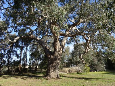 20 Park Street, Nagambie