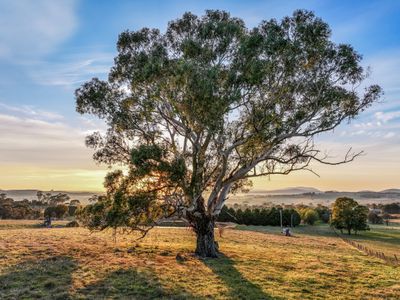 151 Gillamatong Lane, Braidwood