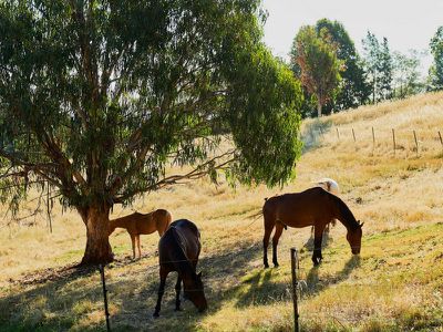 315 Buttercup Road, Merrijig