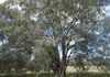 Lot 101, 2187 Euchareena Road, Molong