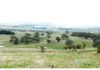 227 Emu Swamp Road, Lucknow