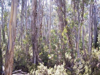 Lot 1 Lyell Highway, Bronte Park