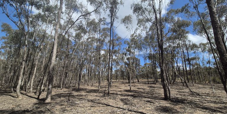 Lot 3 Gellibrand Tonks Road , Earlston