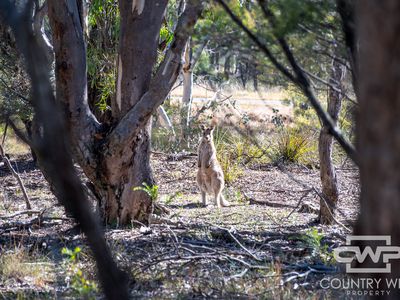 222 Strathbogie Road, Emmaville