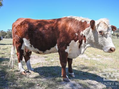 954 Bullock Mountain Road, Glen Innes