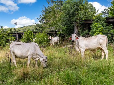 219 Stony Chute Road, Nimbin