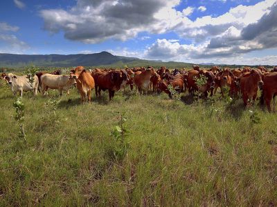 125 Flaggy Road, Cooktown