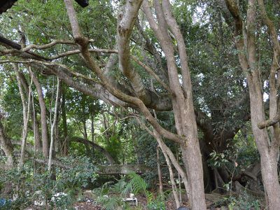 Lot 2 Maleny-Kenilworth Road, Maleny