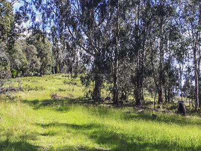 Grove