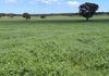 117 HILLSIDE LANE, Daroobalgie