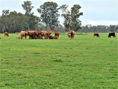 Lot 4 Woolshed Road, Tocumwal