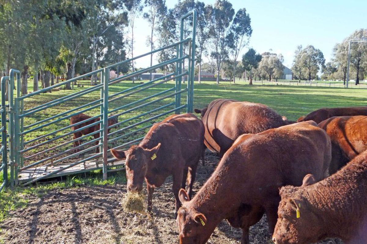 3597 Midland Highway, Stanhope