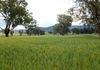 5220 The Escort Way Toogong, Orange