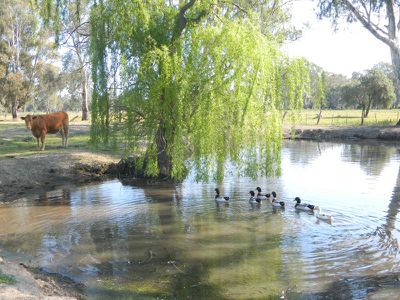 143 Cassidy Lane, Koondrook