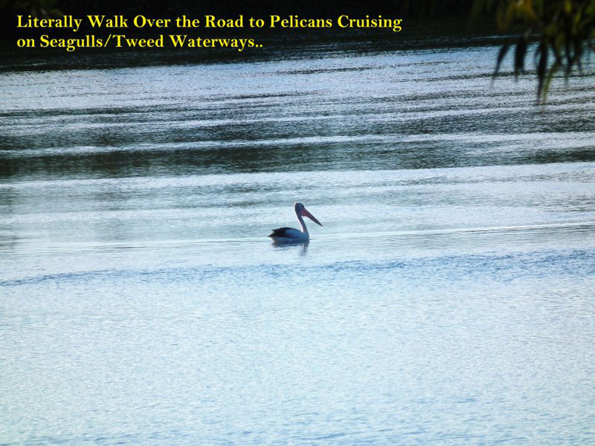 1 / 7 St Kilda Crescent, Tweed Heads West