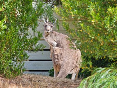 2 / 4 Alpine Ridge Drive, Merrijig