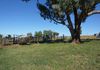 Molong