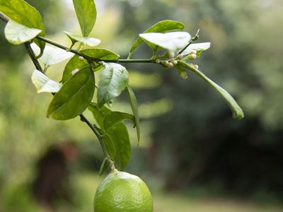 53 Wyoming Avenue, Burrill Lake