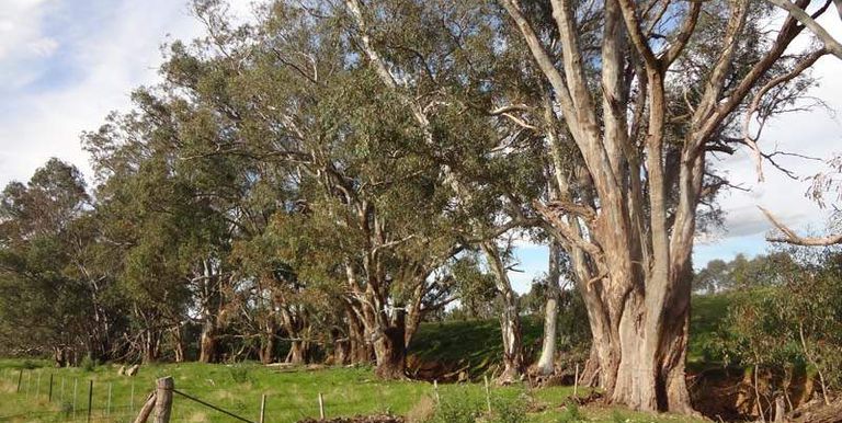 300 Whites Road, Warrenbayne