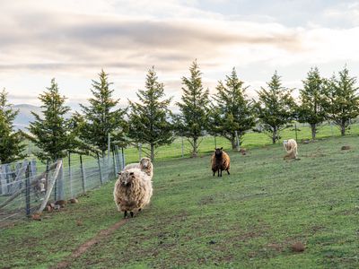 8385 Midland Highway, Tunbridge