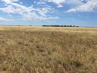 JUNGABURRA ROAD, Terrick Terrick