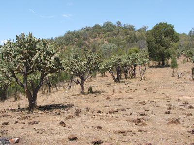 Lot 8 Rocky Creek Road, Bonshaw