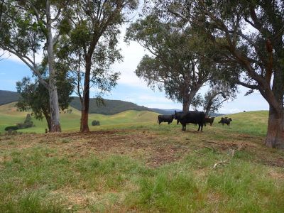 Tallangatta Creek Road, Tallangatta Valley