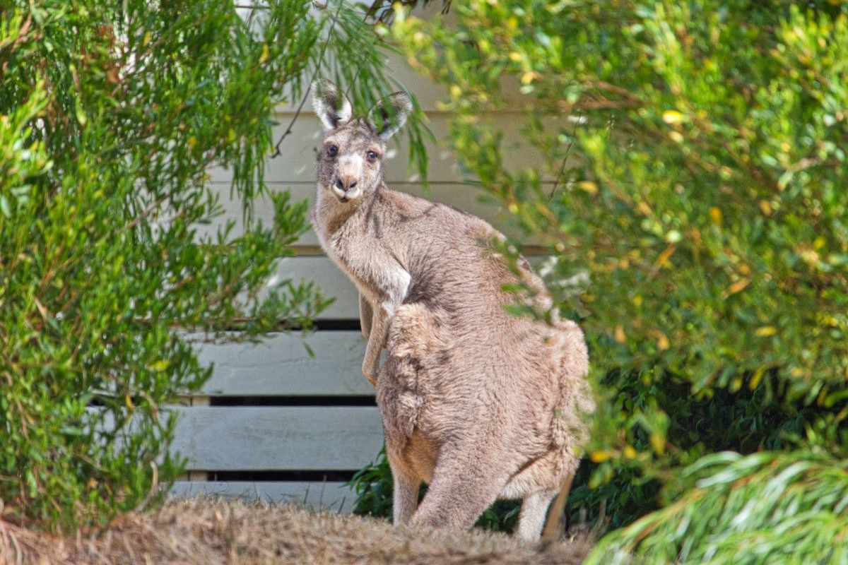 2 / 4 Alpine Ridge Drive, Merrijig