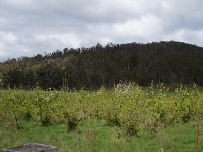 Cross Road, Nicholls Rivulet