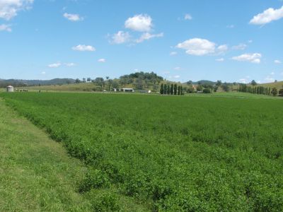 Mingoola Station, Tenterfield