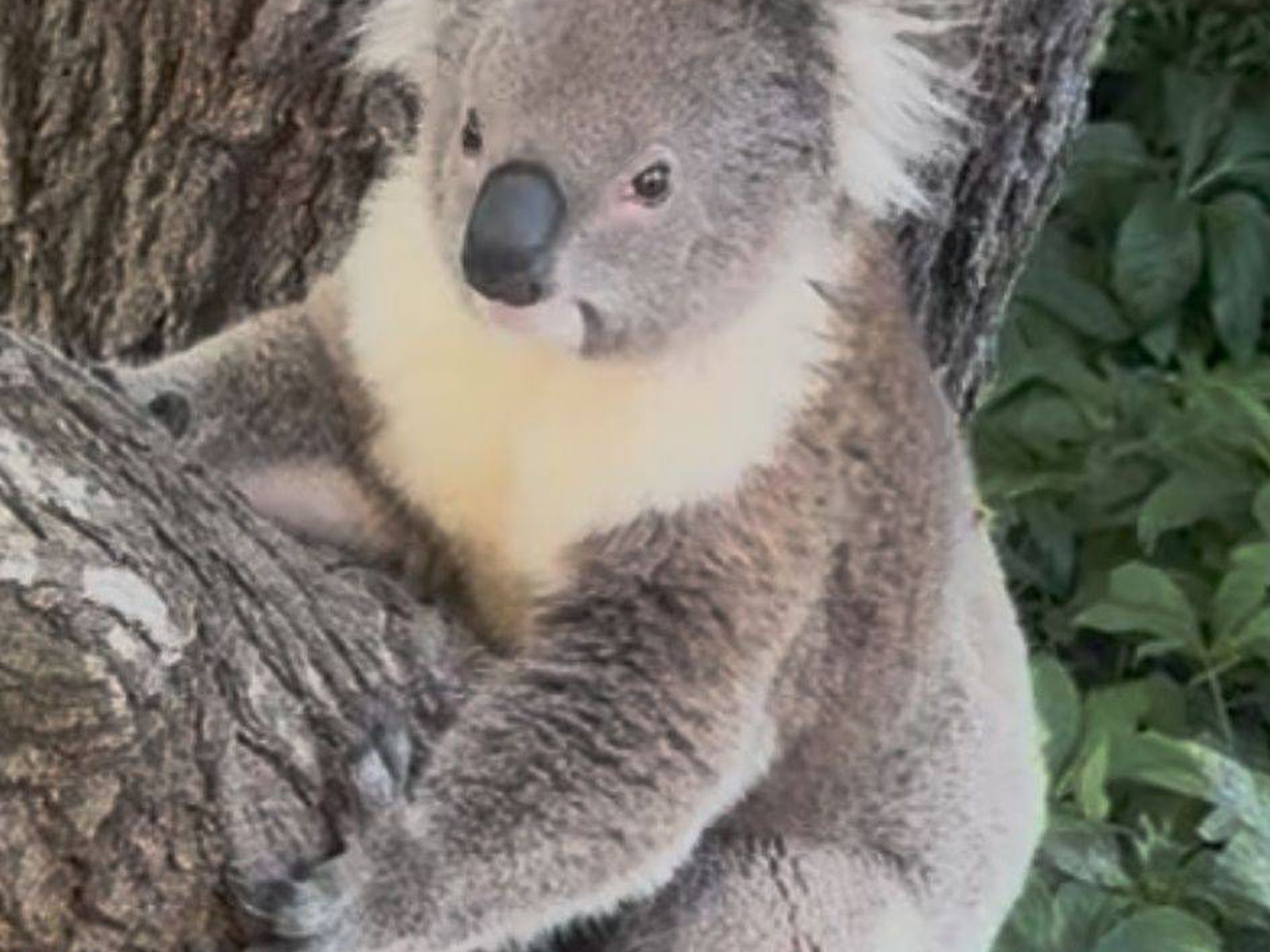 11 KARS STREET, Beechworth