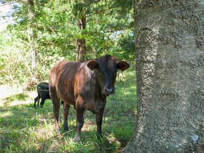357 Stony Chute Road, Nimbin