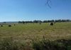 Molong
