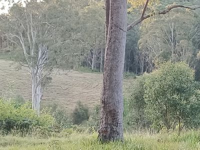 702 Comboyne Road, Byabarra