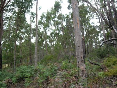 Lot 1 Huon Highway, Surges Bay